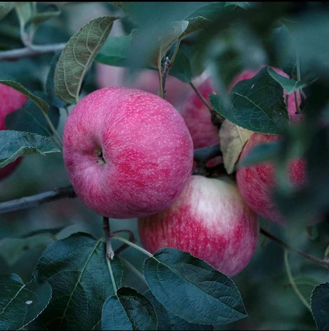 水果蔬菜 > 水果 > 苹