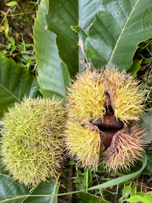 2025新鲜带壳板栗深山老树现摘现发粉糯香甜易剥皮