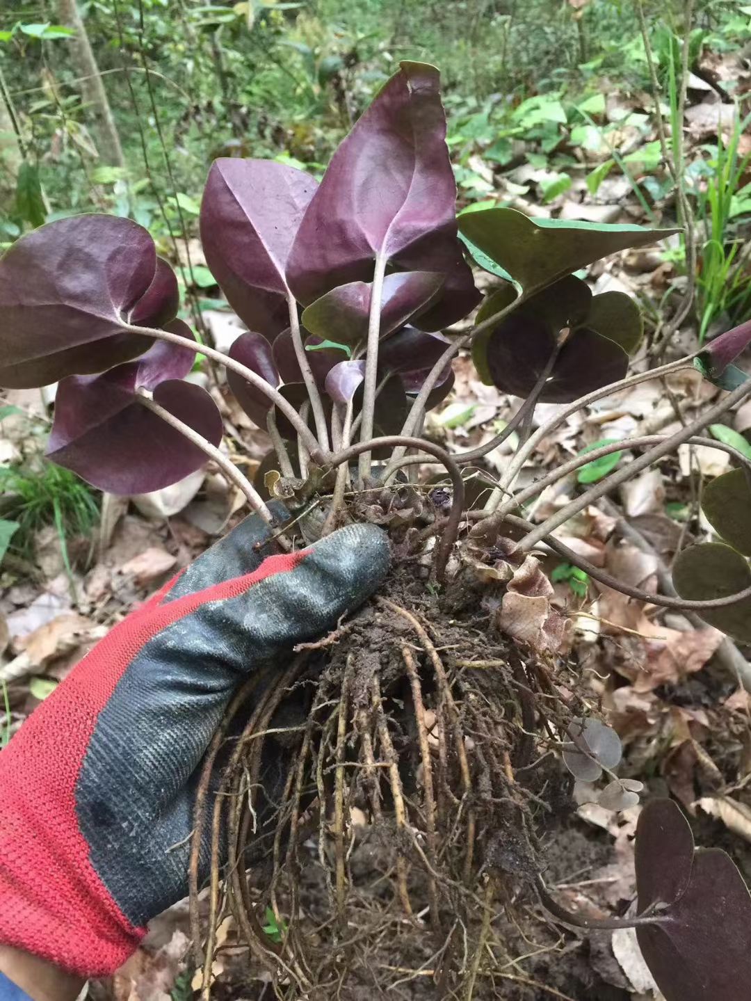 根茎类干货全颗紫背细辛，马蹄细辛 一块瓦 小犁头包邮