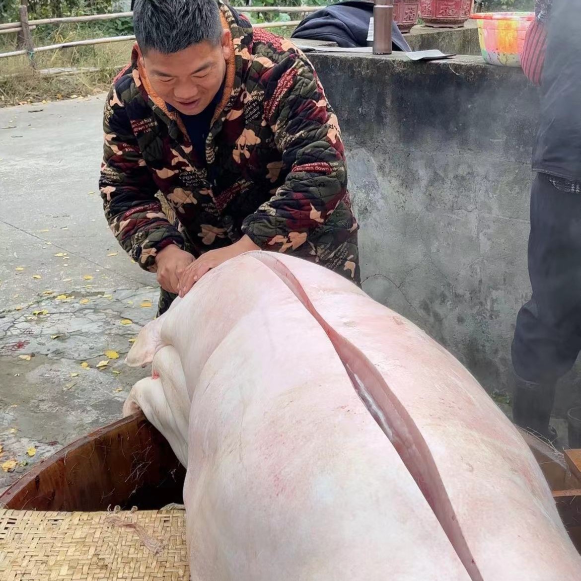 涛子哥农家鲜土猪肉现场称重