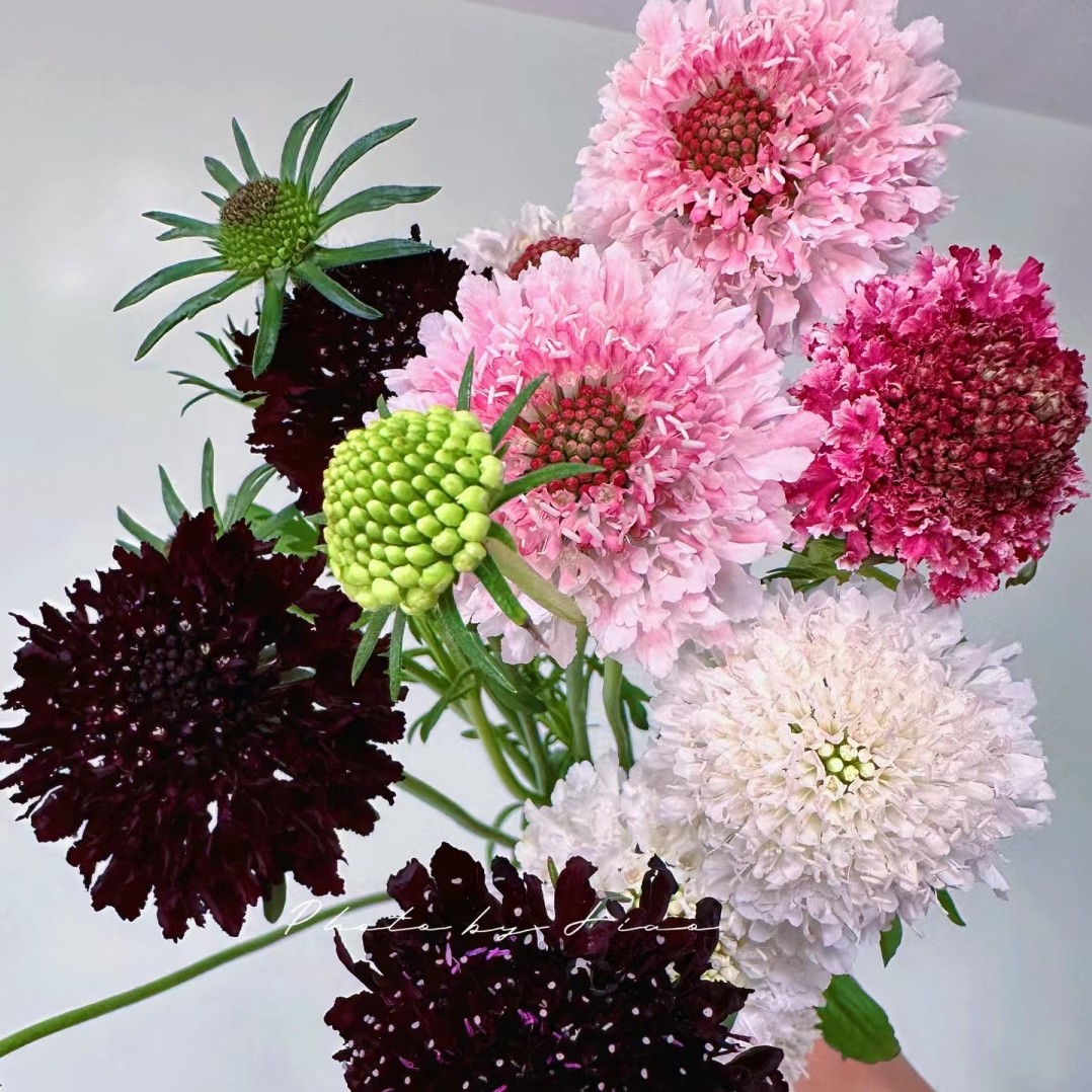 【云朵 系列】松虫草 鲜切花 多种颜色 易养护 两单及以上冷链包邮