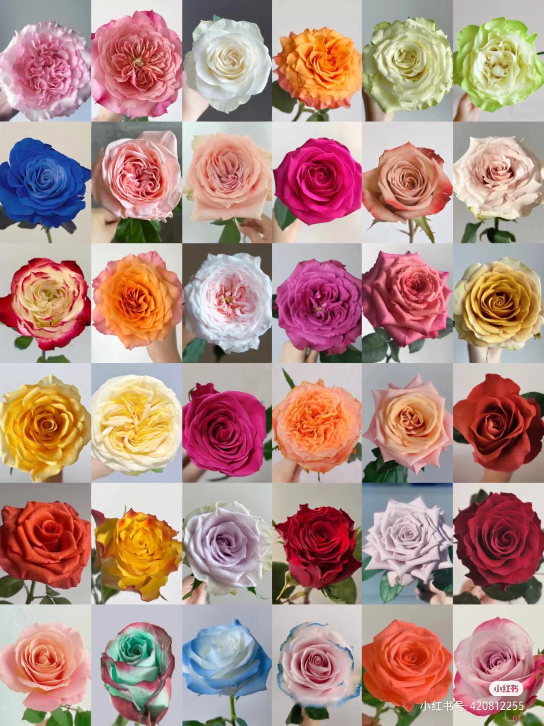 【云朵 系列】玫瑰花 单头玫瑰鲜切花 玫瑰合集 两扎及以上冷链包邮