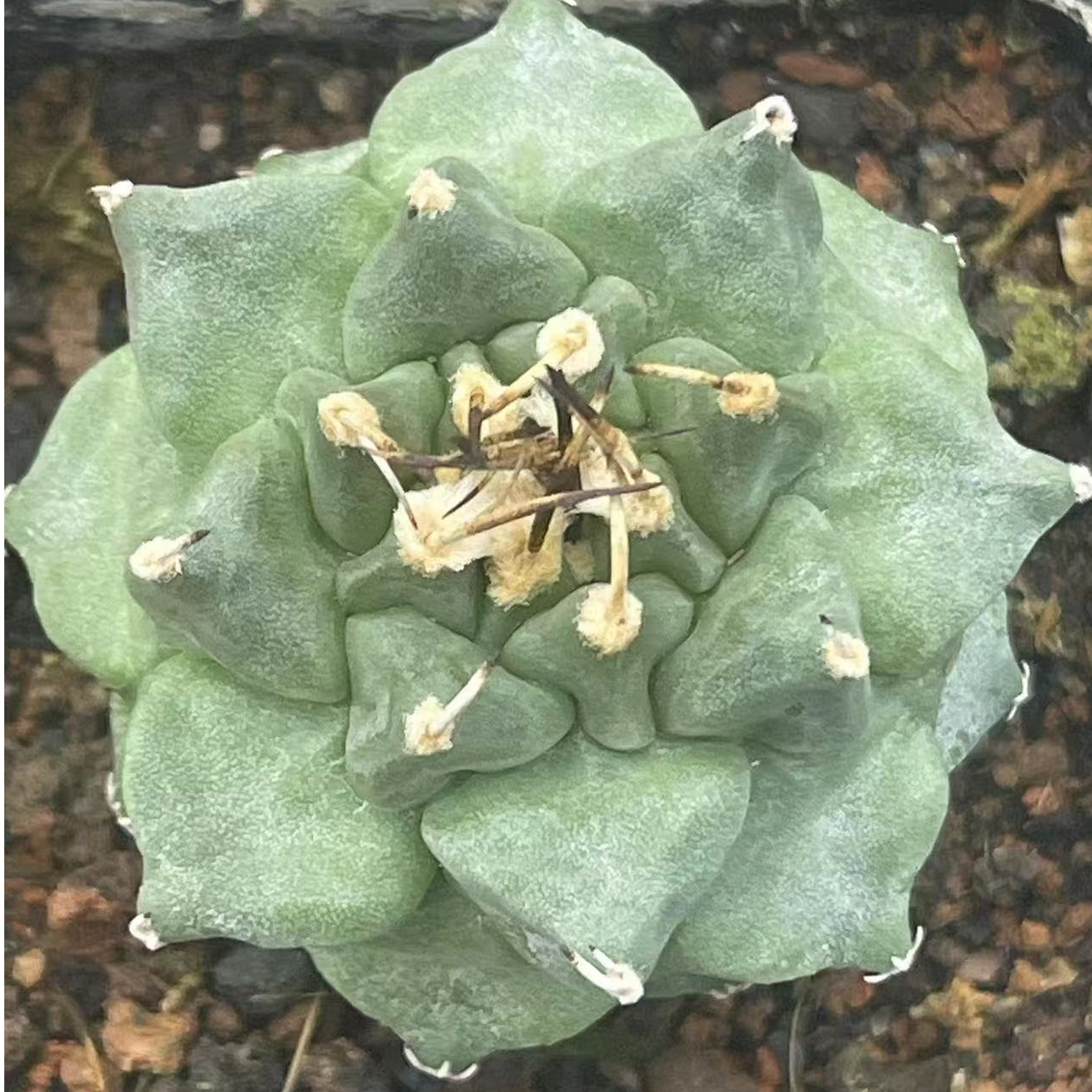 球球园 大尤赤花娇丽 实生娇丽玉属阳台仙人球多肉植物好养美观