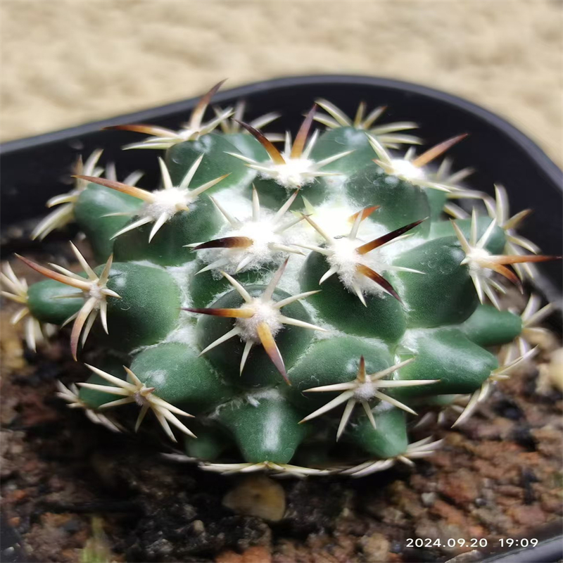 707球球园 钢钉 实生仙人球多肉植物一物一拍