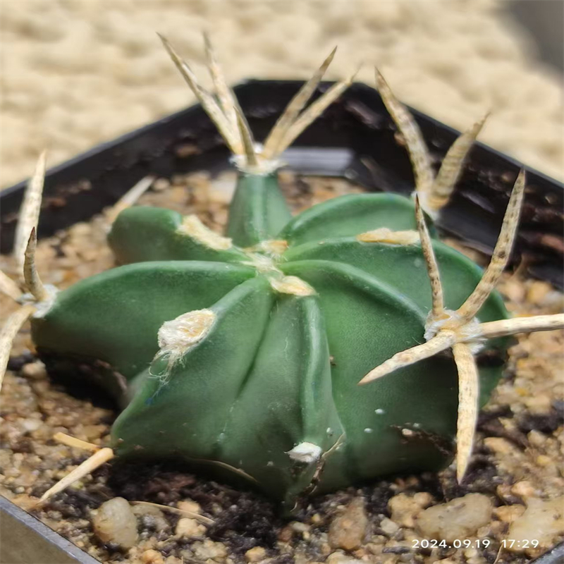 664球球园 强波浪纹刺水牛角 实生仙人球多肉植物一物一拍