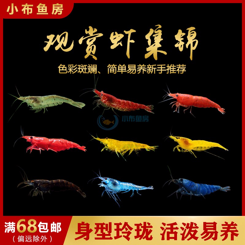 观赏虾活体宠物工具虾淡水除藻虾樱花虾极火虾黄金米虾水晶虾套餐