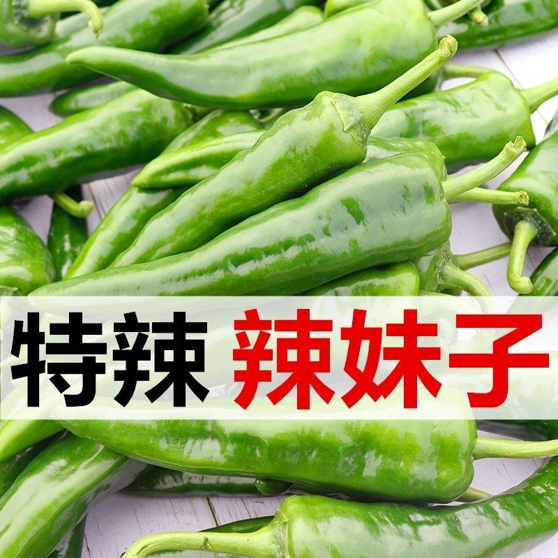 东北小辣椒辣妹子辣椒特辣辣椒