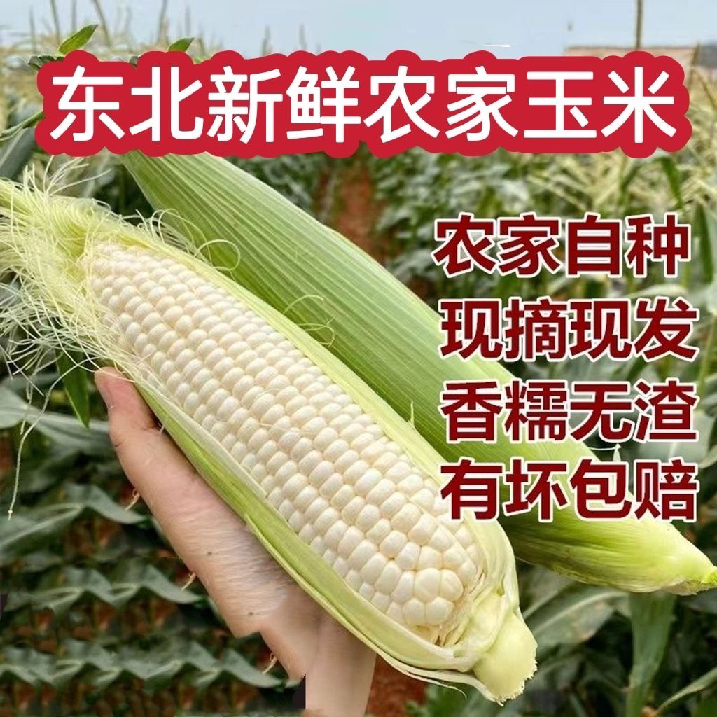 东北黑土地新鲜玉米白粘玉米小时候的味道现摘现发