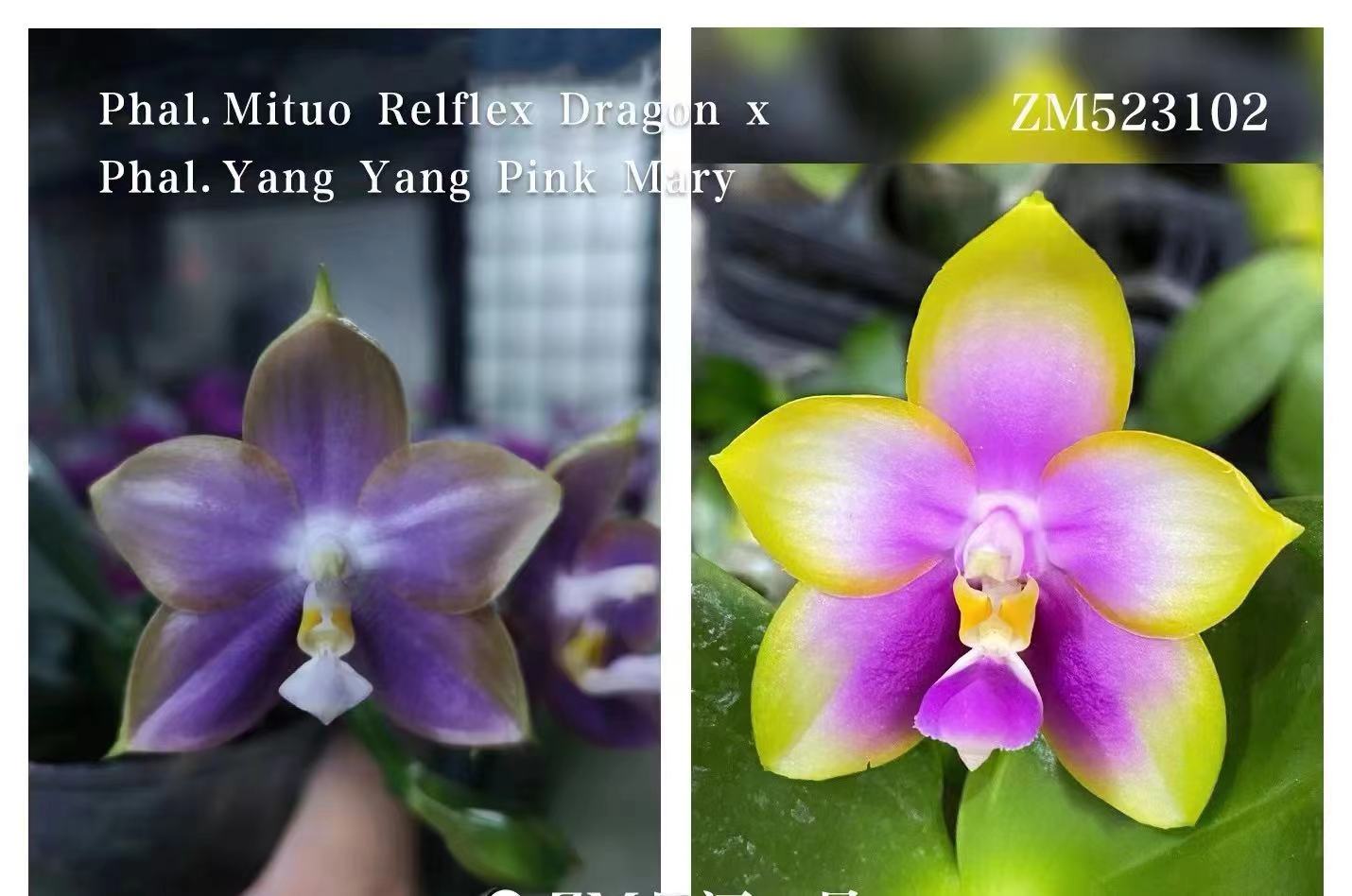 2.5寸 弥陀反射龙交洋洋粉玛丽-苗【1.7升2.5 未出根】 原生趣味兰