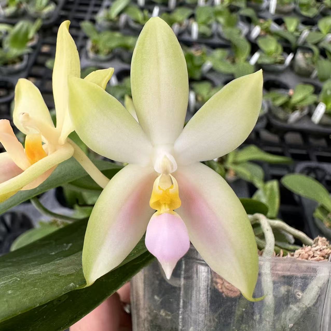 2.5寸 粉贝（实生）-开花株 叶瑕少根  原生趣味兰 新手必入
