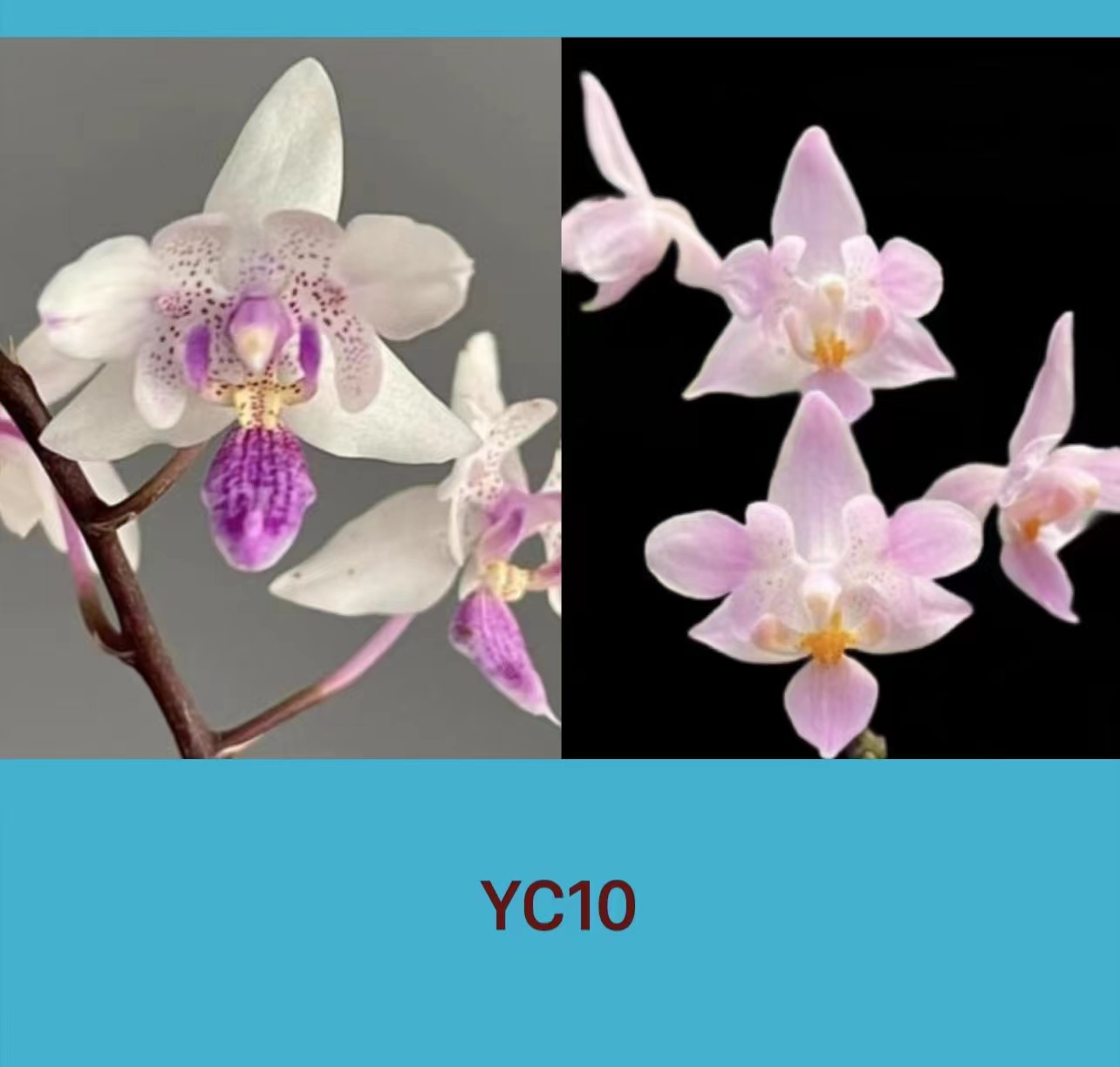 1.7寸 YC10-苗 叶瑕少根  原生兰 趣味兰