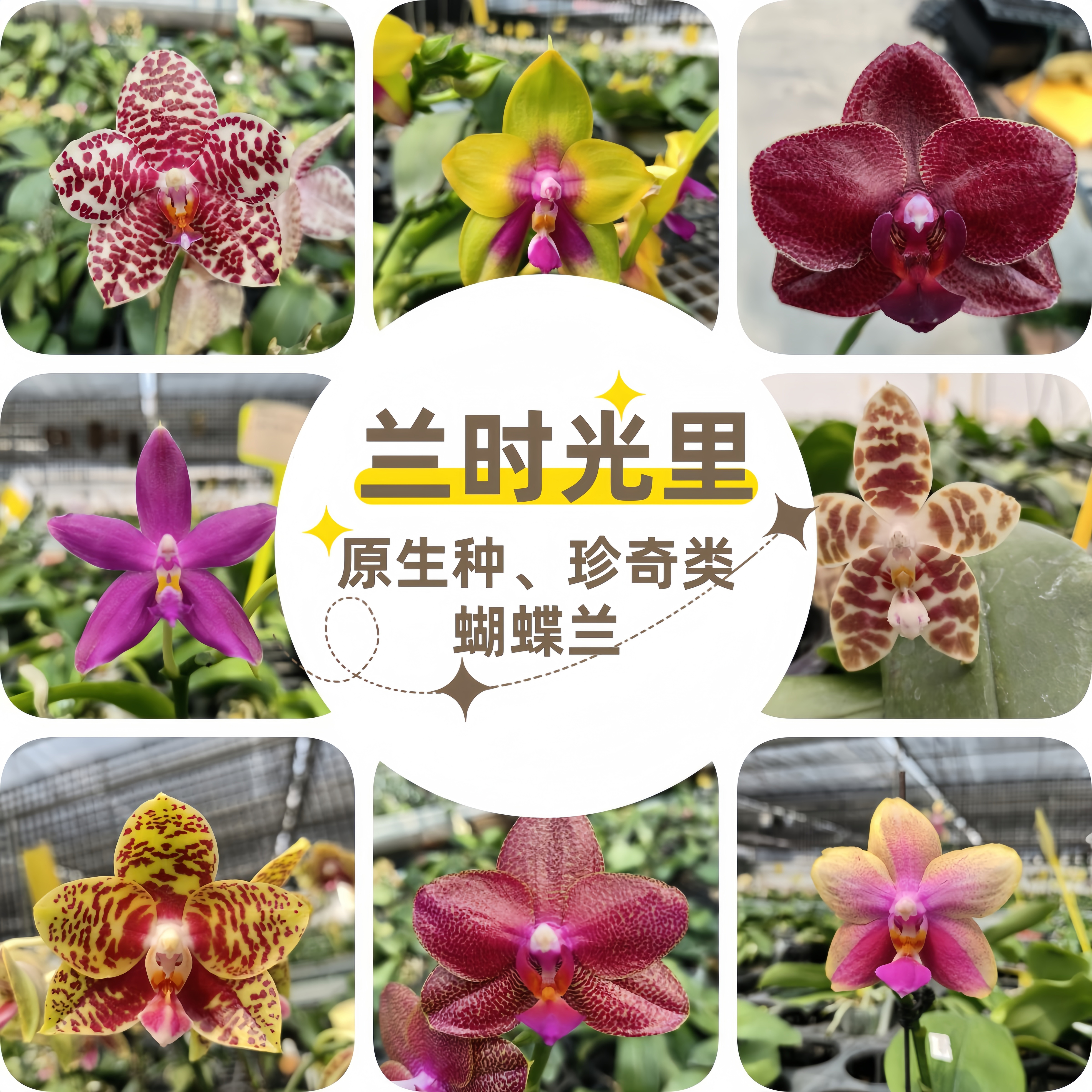 超级宠粉福利开花株一物一拍3棵  花期不保叶瑕刚出根老化根 