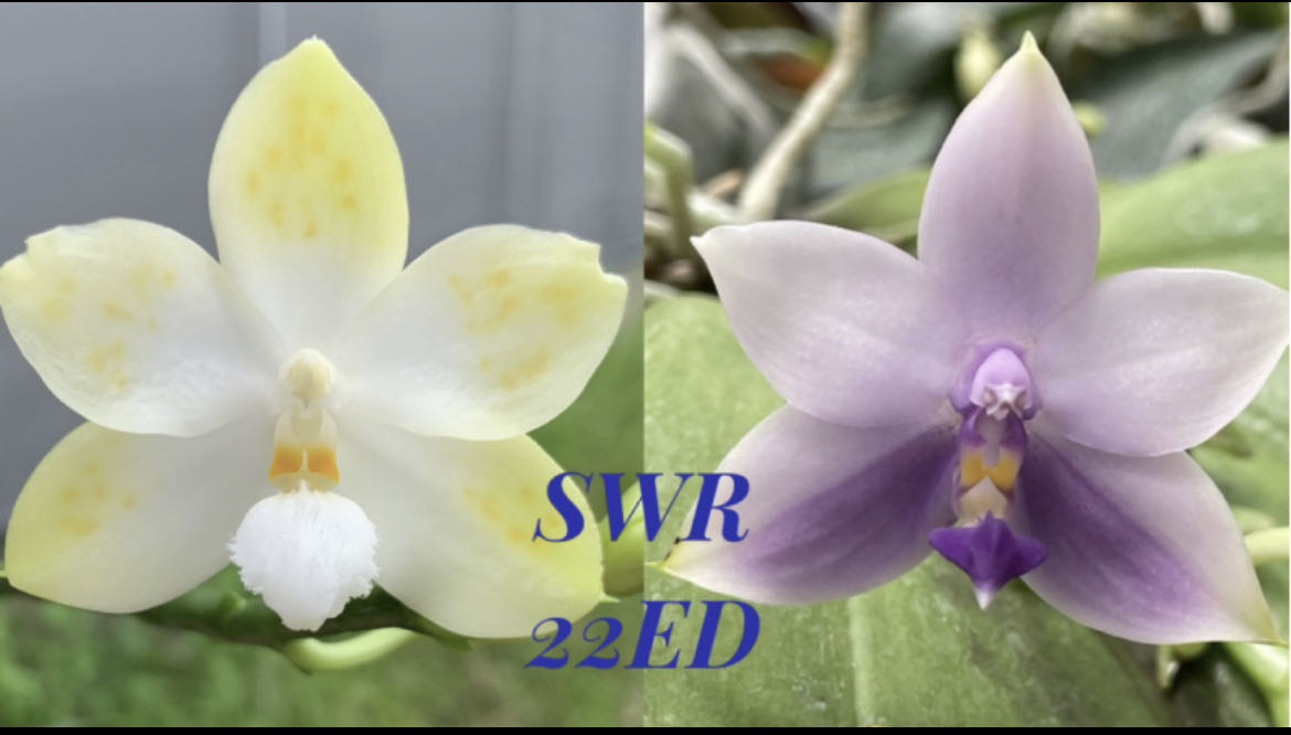 2.5寸 SWR22ED 自强铁爪交蓝荧光-苗 原生蝴蝶兰