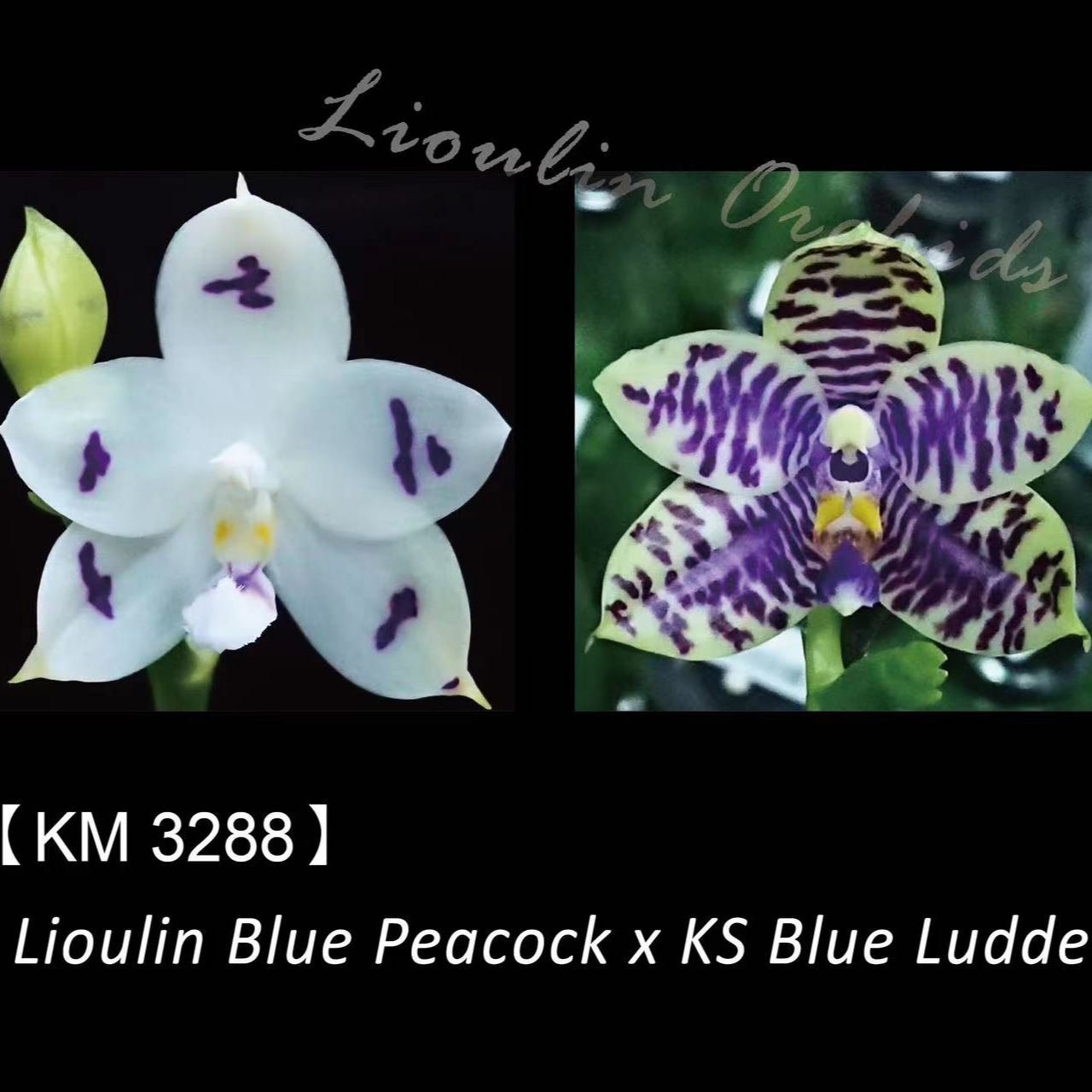 2.5寸KM3288 蓝孔雀交蓝路帝-苗 刚出根叶瑕 趣味兰