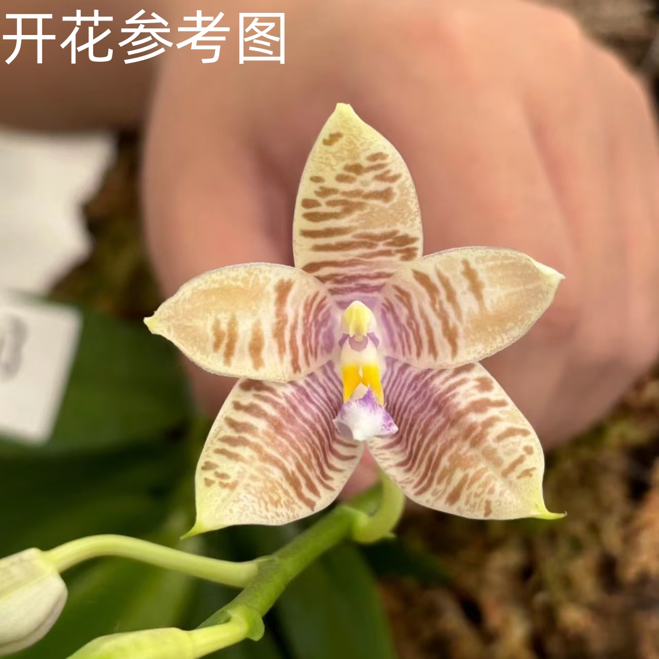 4寸 SG647 槟城女孩交咖啡盾-开花株【花期不保】【叶瑕叶黄】 趣味兰