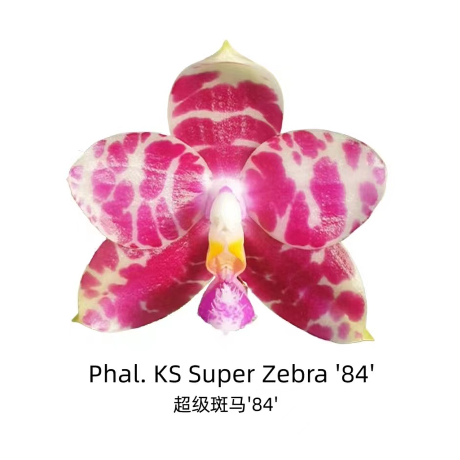 【寄养到明年春天发】1.7寸 超级斑马‘84’（分生）-苗 少根微瑕趣味兰