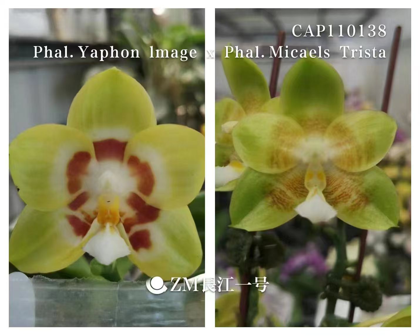 2.5寸 50138-苗 叶瑕无根 原生趣味兰