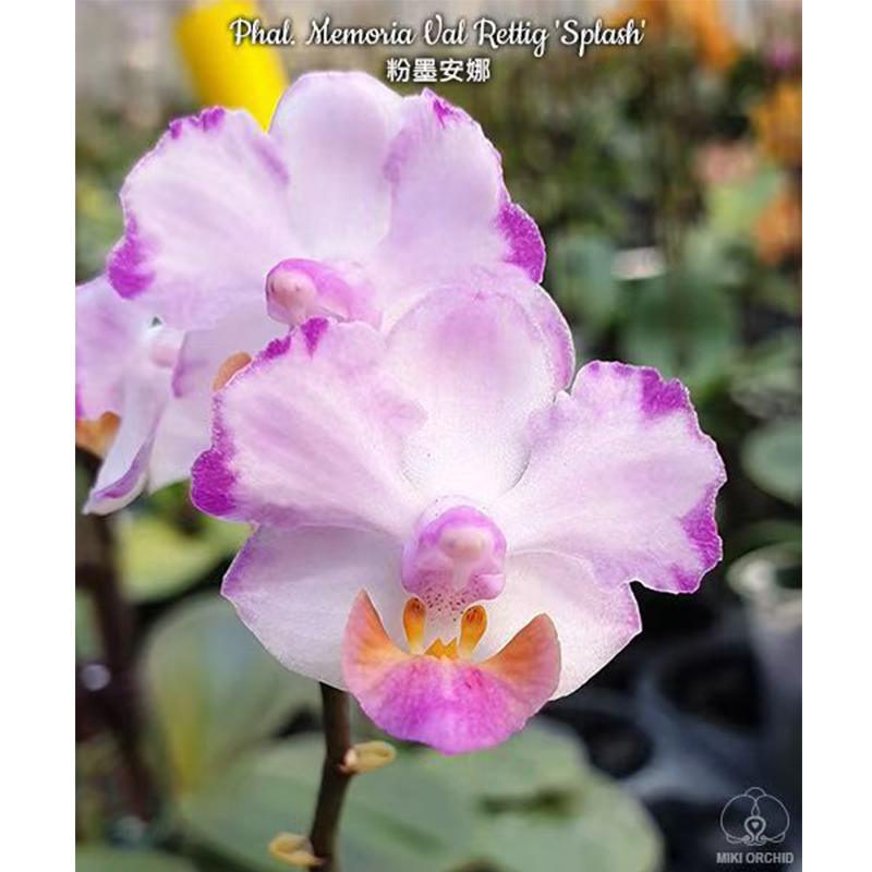 2.5寸 粉墨安娜-开花株 叶瑕【小掉苞】 原生 趣味兰