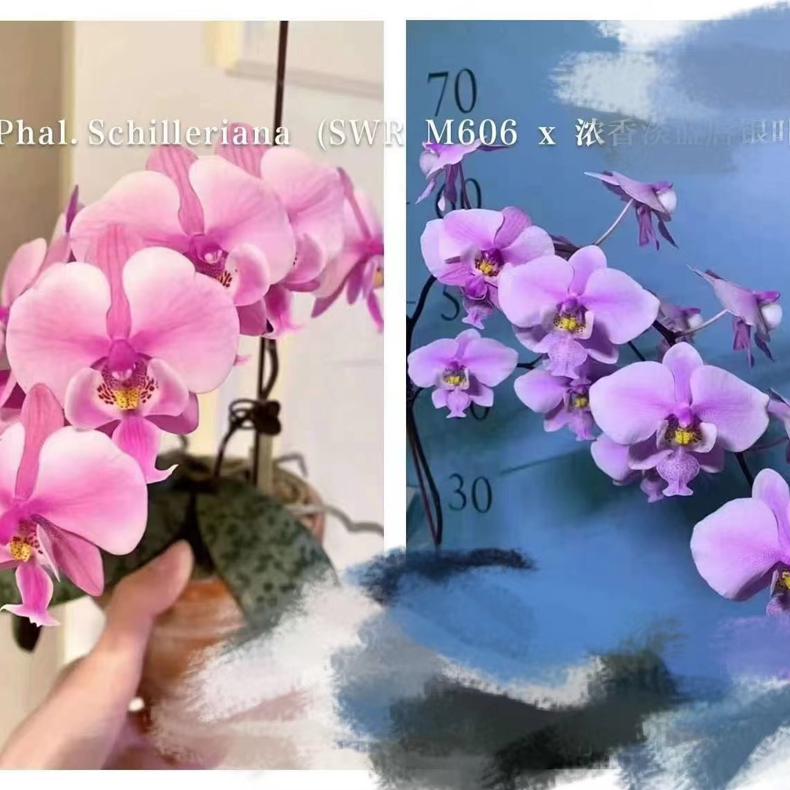 3.5寸 银叶 X 脉纹-开花株【花期不保】少根 叶瑕 原生趣味兰