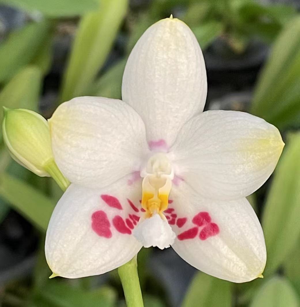 2.5寸Phal.Zheng Min Eagle郑敏之鹰-苗 趣味蝴蝶兰