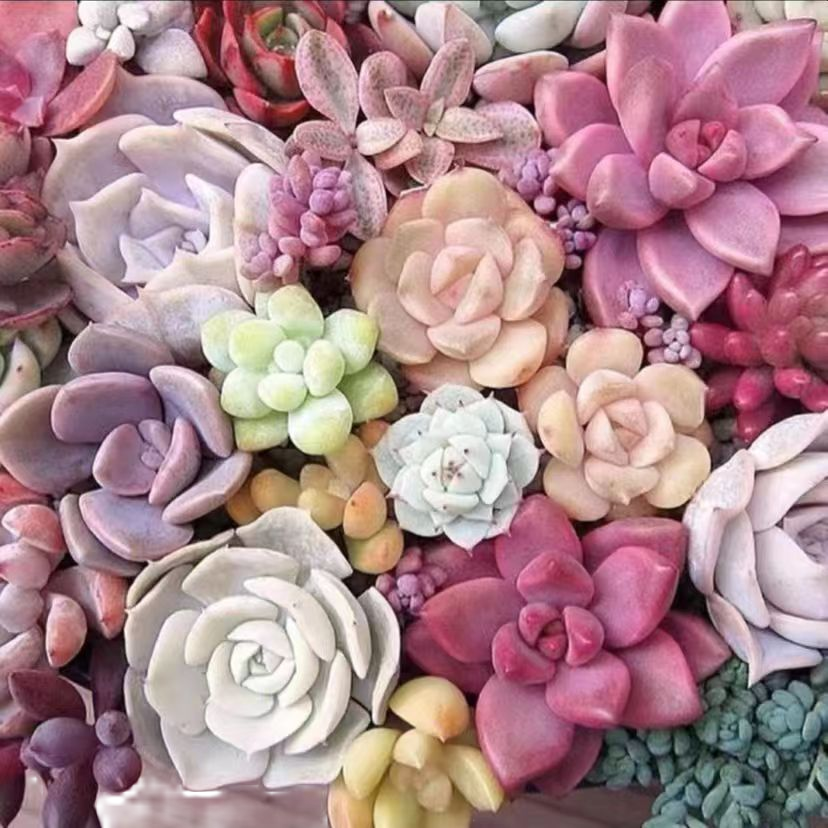 超级福袋 主播私藏多肉 随订单发货