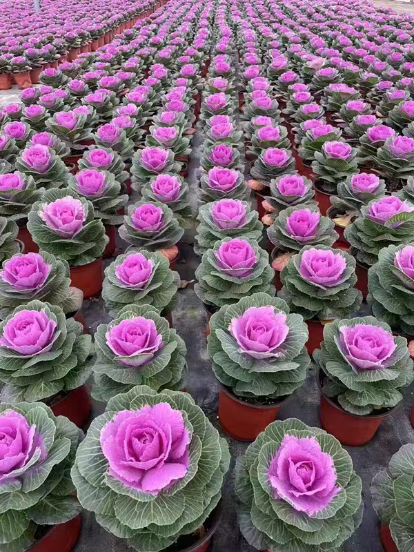【玫瑰甘蓝】【多种颜色】羽衣甘蓝名古屋易耐寒羽衣花草绿植花卉庭院