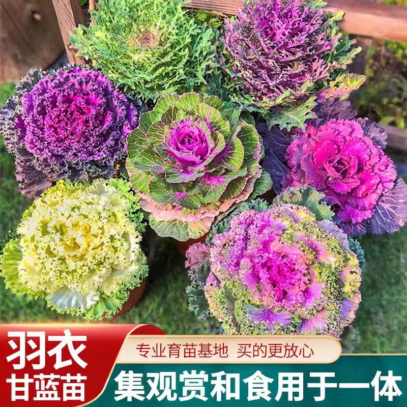 【拍一发六羽衣甘蓝】进口多色耐寒耐热食用四季蔬菜花草绿植花卉