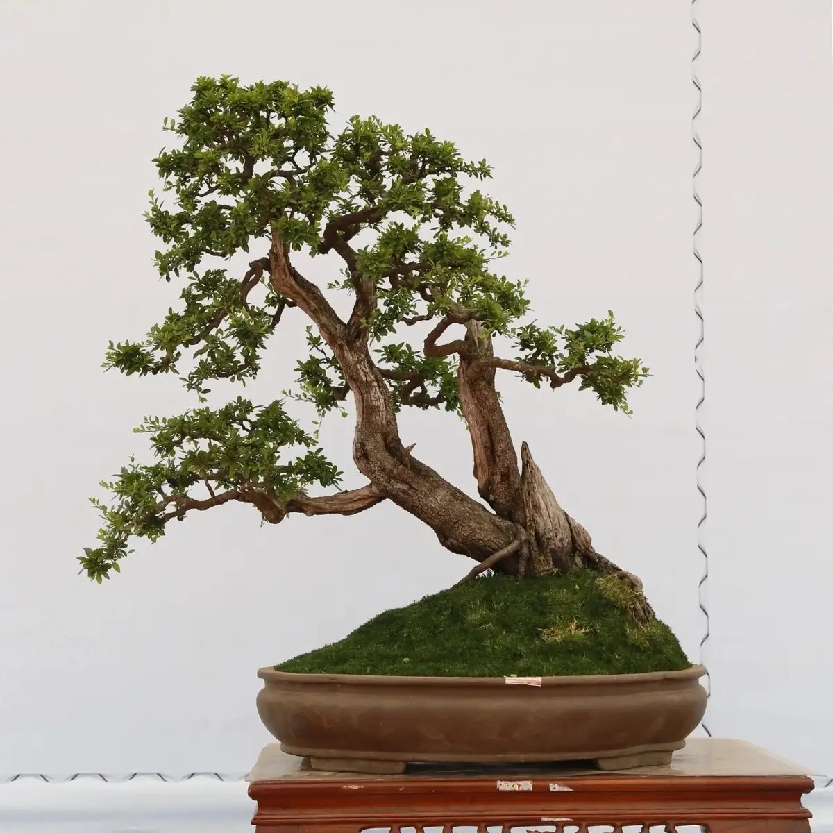 云南红芽清香；一物一拍‘’偏远地区不包邮