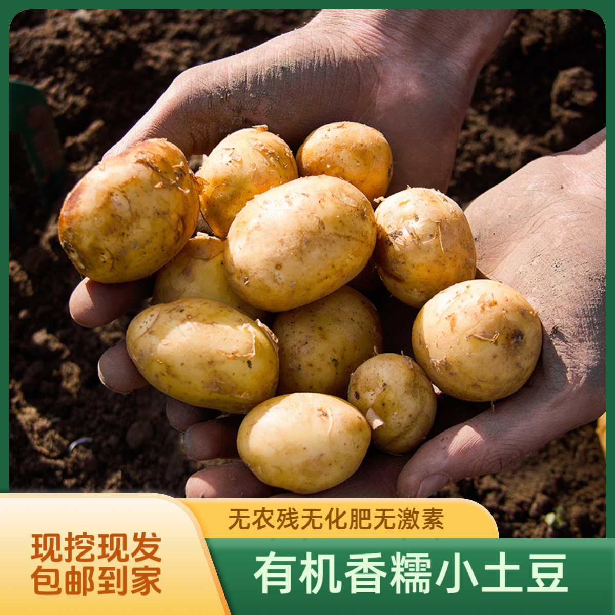 有机土豆香糯黄心小土豆4.8斤现挖现发软糯粉面无农残马铃薯