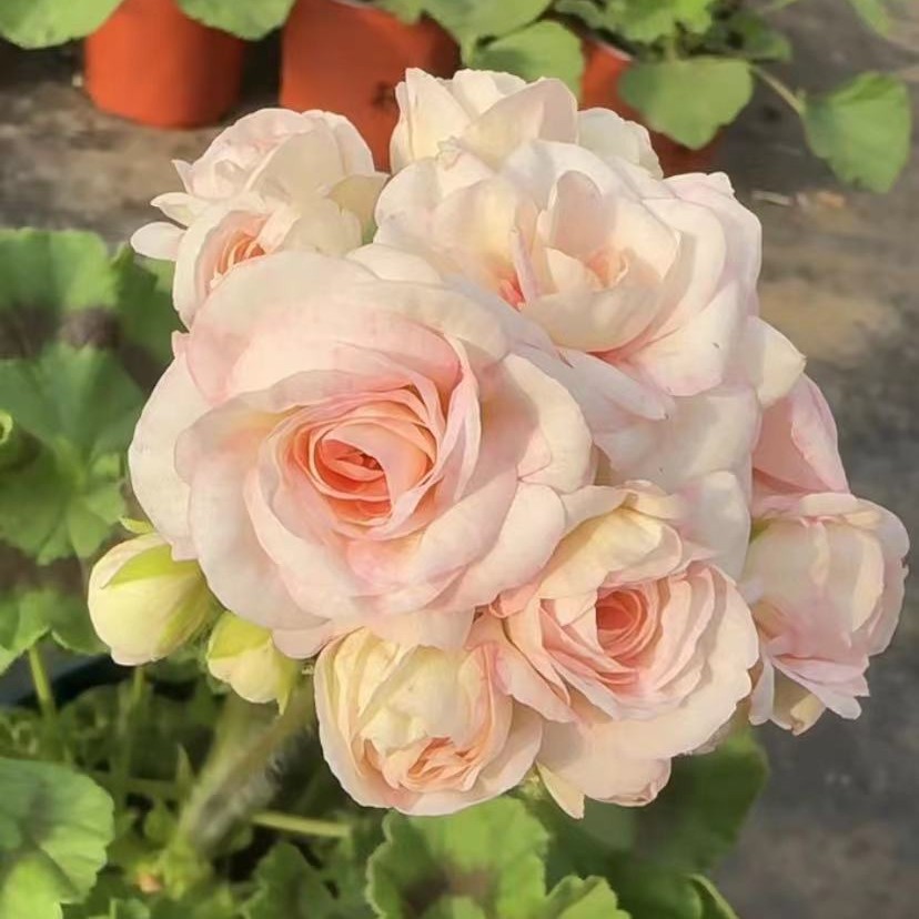 【格蕾丝公主】 直立天竺葵 超重瓣中大苗（ 带花苞 包对版 ）