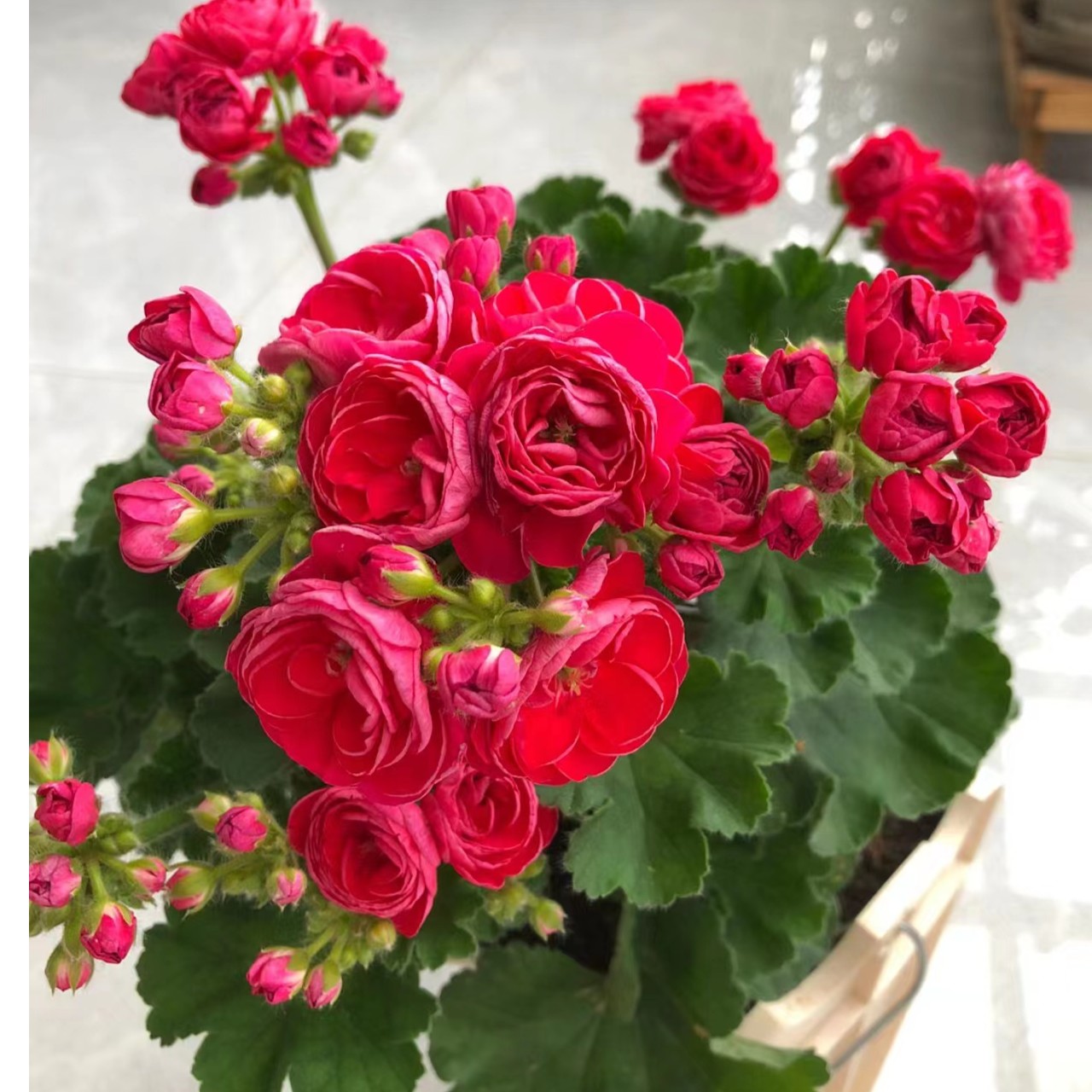 【万岁玫瑰 】 重瓣红玫瑰花型 天竺葵 （无花苞 包对版）