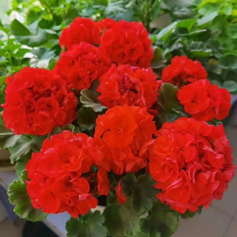 【国旗红 -新手必入】直立天竺葵 花型紧凑 中苗 （带花苞 包对版）