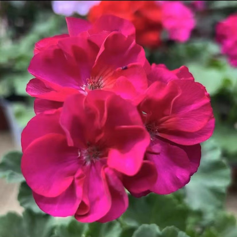 【梅香】直立天竺葵 勤花  中苗（带花苞 包对版）