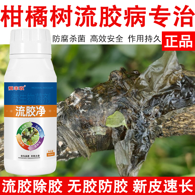 【流胶净】柑橘流胶一喷净 柑橘流胶病专用药柑橘树流胶病专治