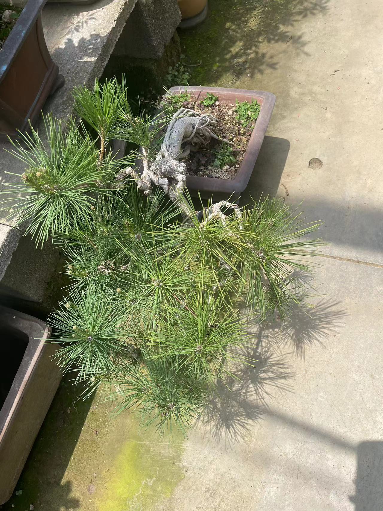 松柏杂木花卉造型盆景 规格齐全 一物一拍