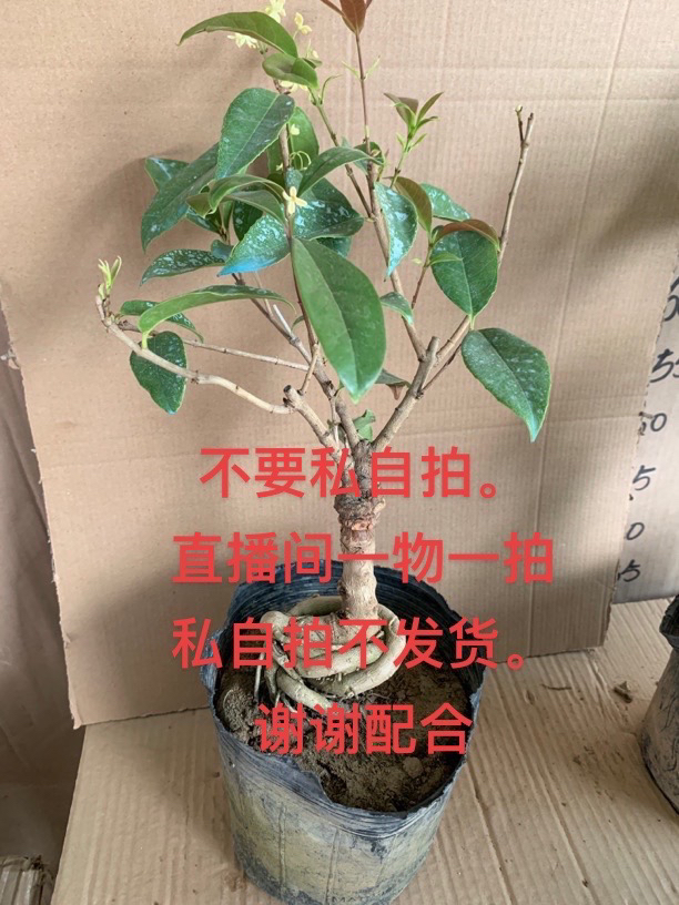 一物一拍四季桂八月桂盆栽苗（脱盆土球+黑色育苗盆发货）