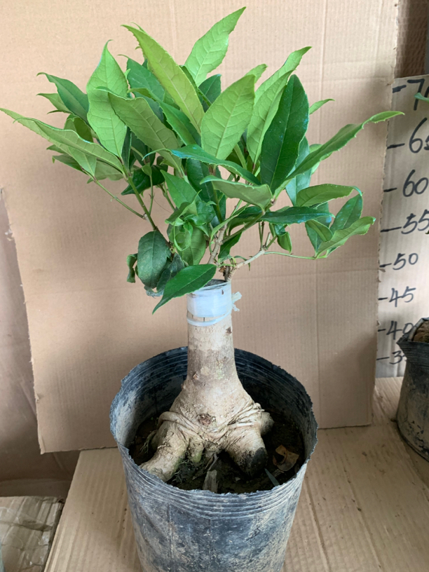 四季桂八月桂嫁接盆栽（托盘土球+黑育苗盆发货）