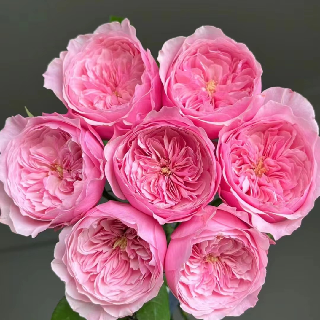 【凯丽】3＋杏粉色奥斯丁花型切花月季绿植