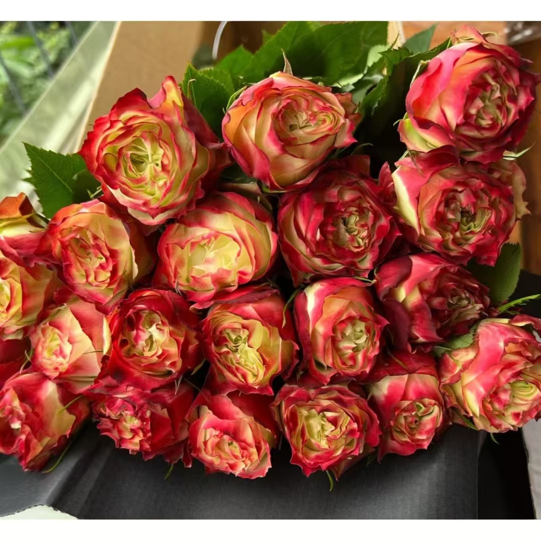 【苹果杰克】2＋大盆复色鲜花七夕玫瑰花月季花苹果杰克玫瑰多头切花