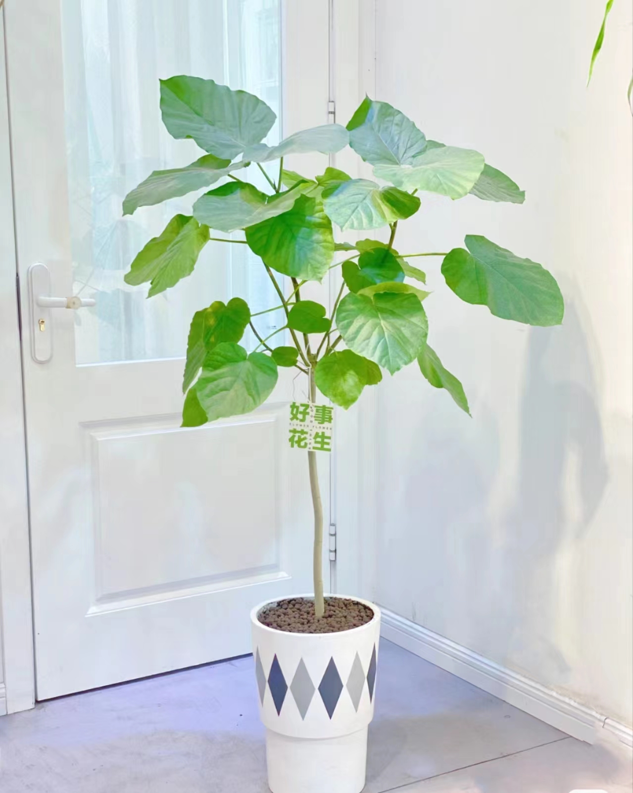 室内大型耐阴好养绿植爱心榕