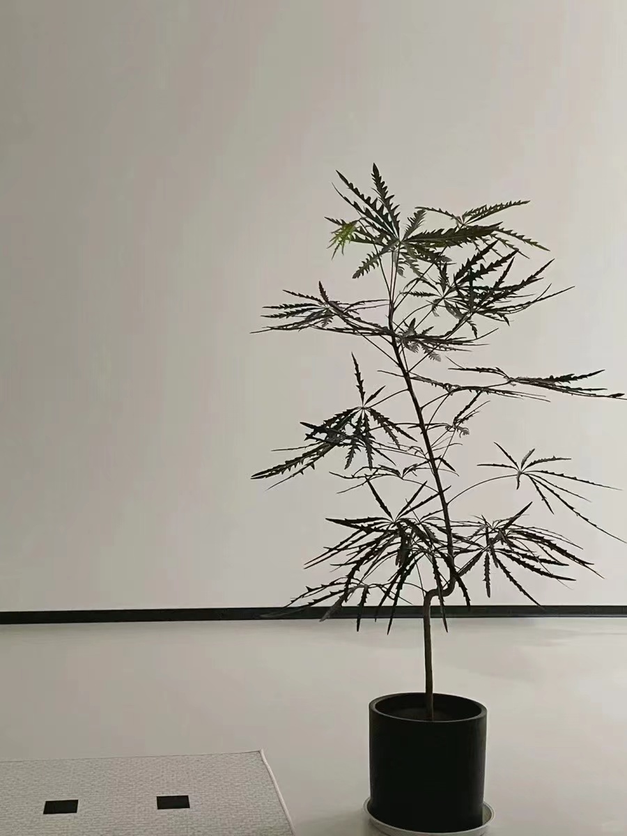 孔雀木盆栽网红绿植 北欧侘寂风造型高级室内绿植好养