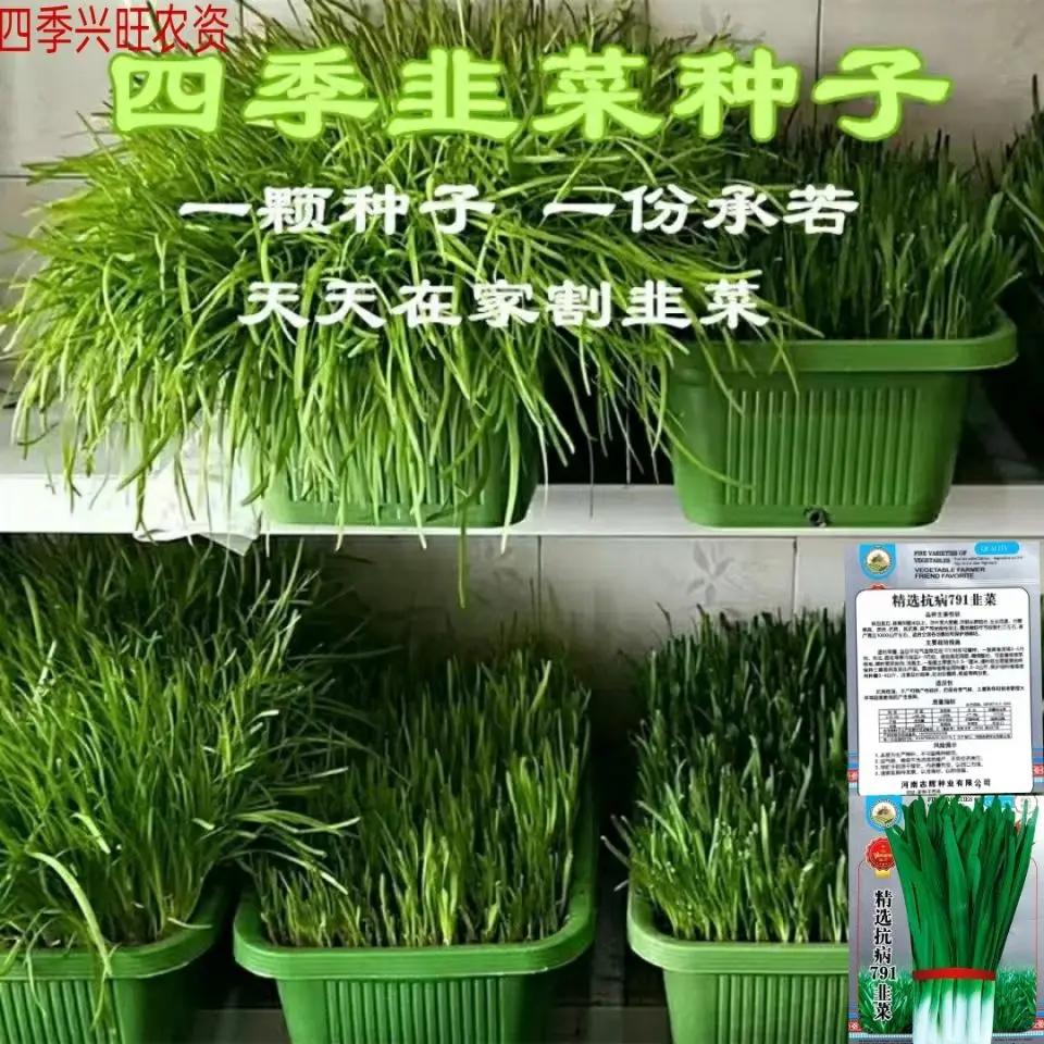 四季韭菜种子老品种小细叶韭菜种籽浓香阳台盆栽大田留种四季菜籽