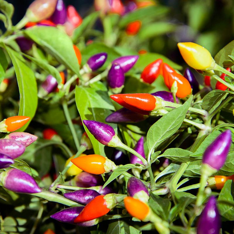 七彩辣椒种子四季播五彩椒朝天椒种子籽阳台盆栽高产辣椒蔬菜种子