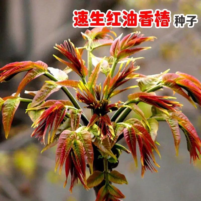 香椿种子速生红油香椿种子红叶香春芽苗菜蔬菜种子四季播四季菜籽