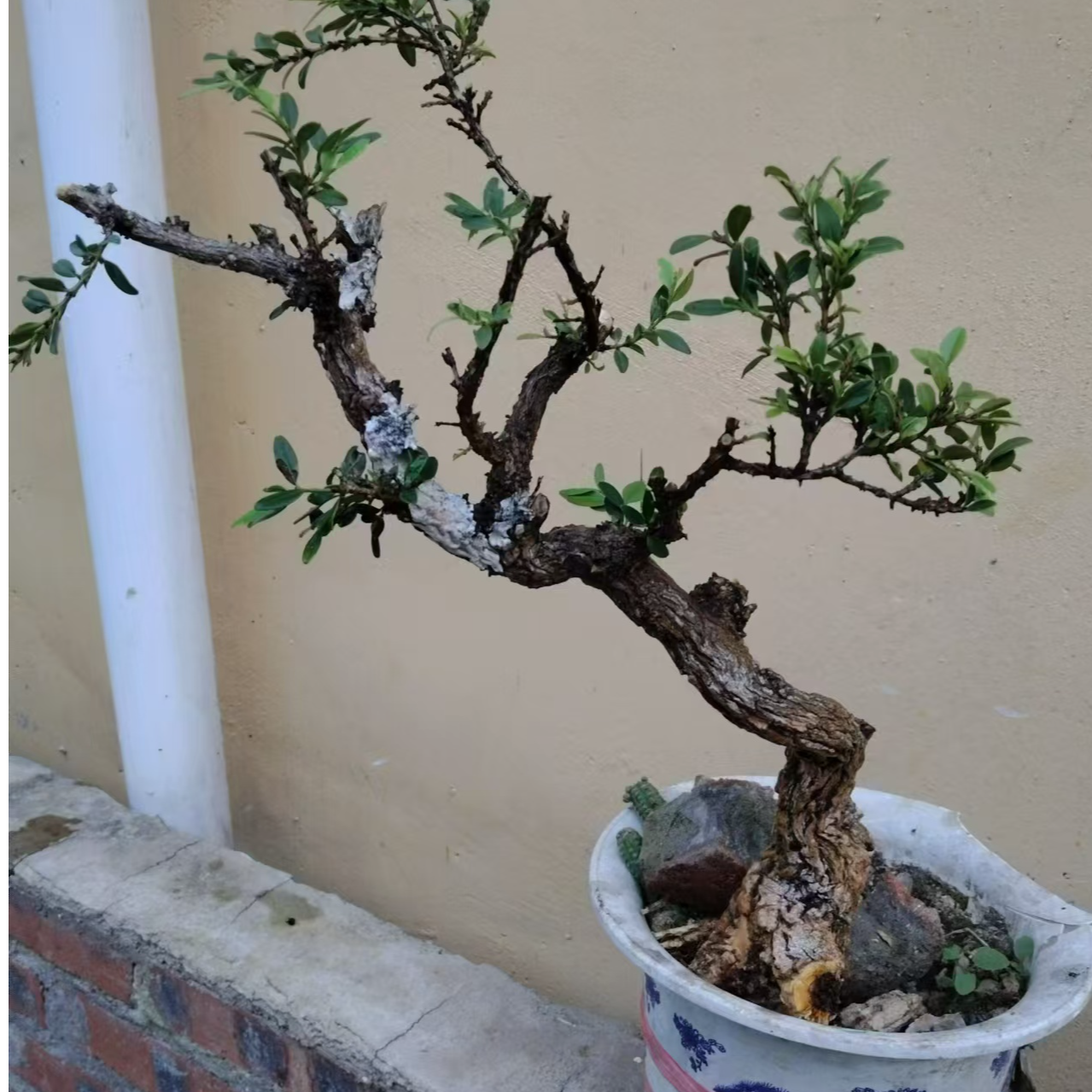 精品盆景购买链接