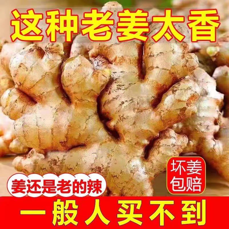 【太香辣了】精选云南浓郁风干小黄姜美味老姜现挖自己家种植鲜大