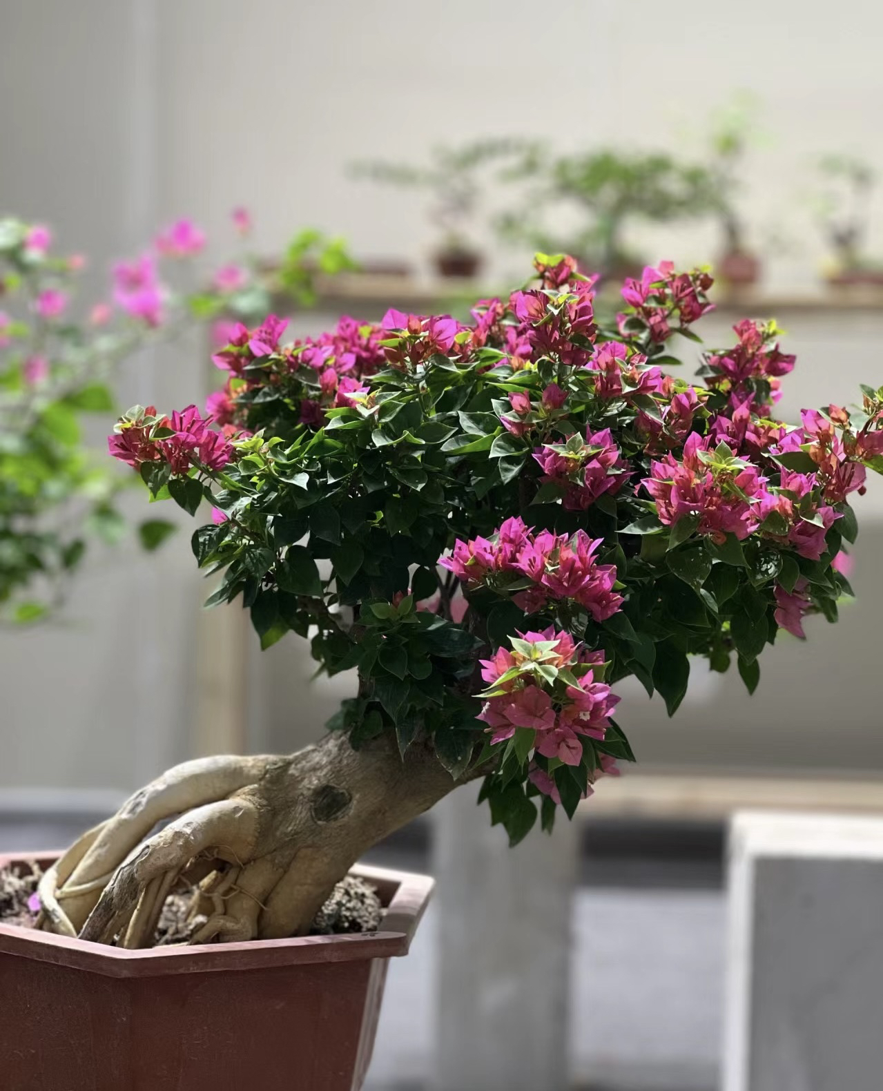 小桃红三角梅(一物一拍)