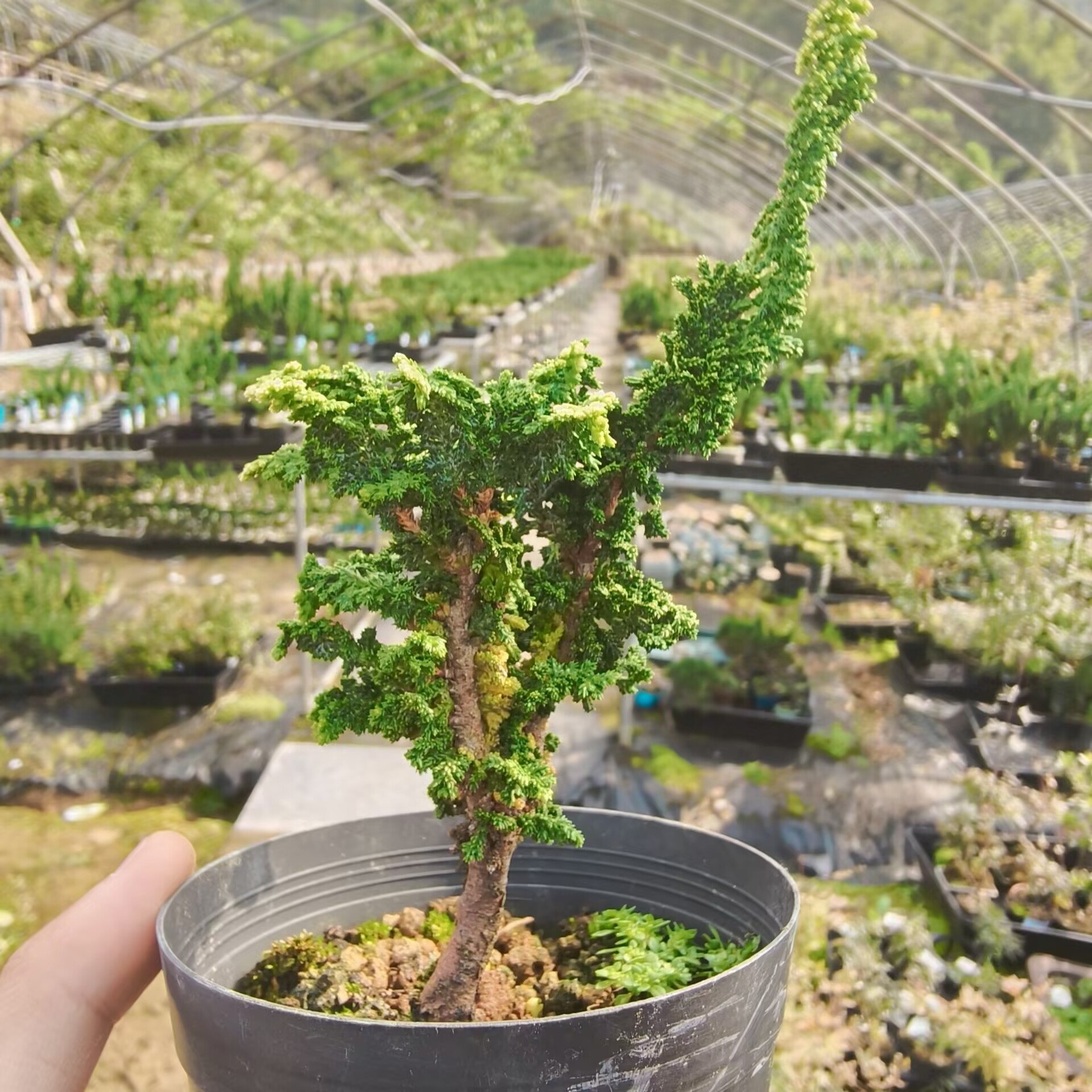 初雪石化桧 原盆原土 黑盆