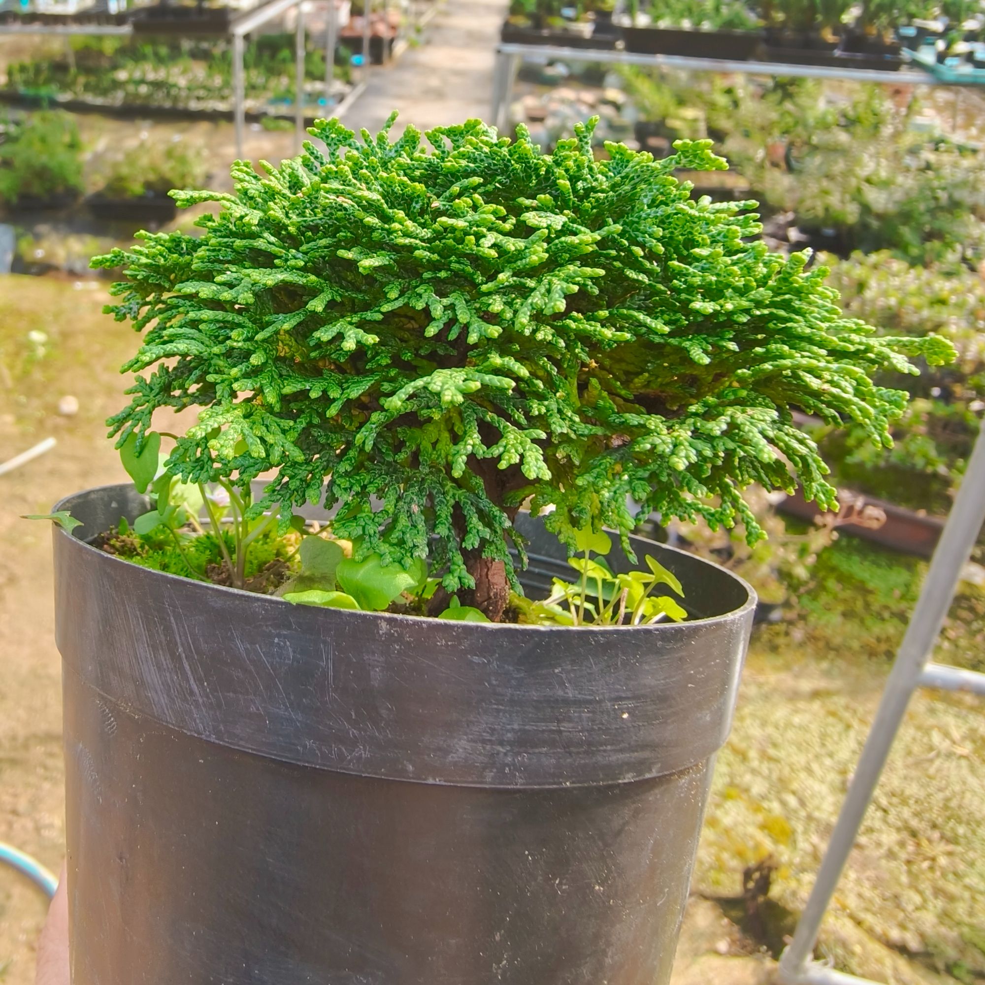 连山桧 原盆原土 黑盆