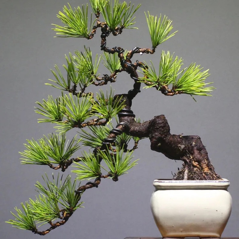 造型黑松盆景老桩，一物一拍